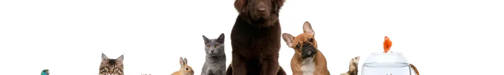 Detta avslöjar husdjuret om din dejt