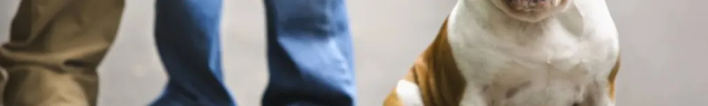 Redo att köpa husdjur tillsammans?